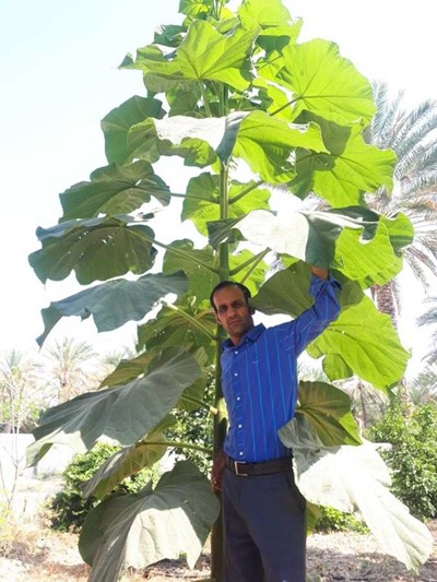 چرا زراعت چوب پالونیا هیبرید نهال پالونیا هیبرید اصلاح شده ، پرورش پالونیا ، پالونیا چیست؟ بررسی قیمت درخت پالونیا 